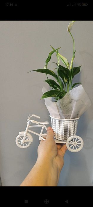 Цветы разные цветущие