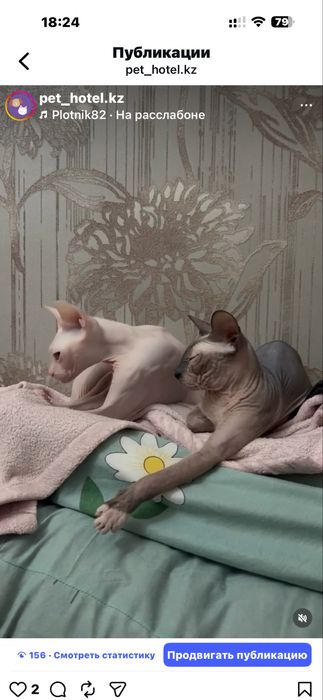 Зоогостиница для животных( детский садик )