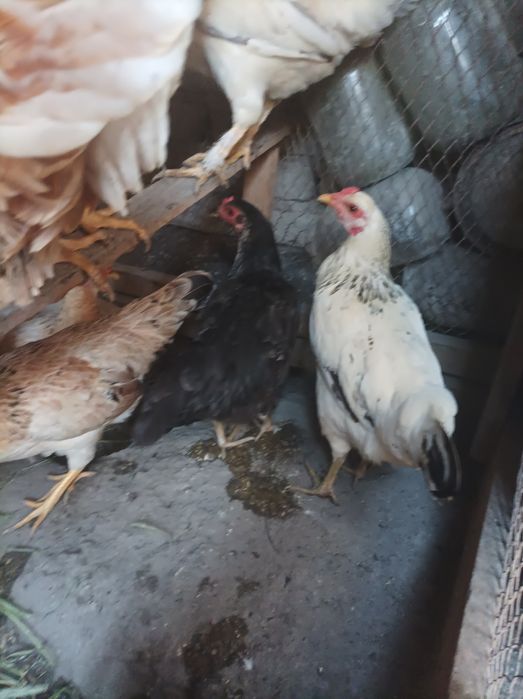 Joydori tovuqlar sotiladi xamasi tug'adi