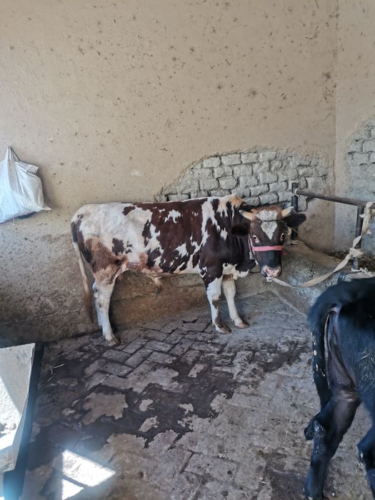 Hokiz sotiladi 25 milyon