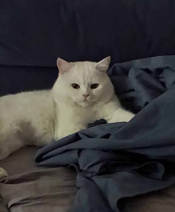 Британец YaYo ищет кошечку для вязки, очень заботливый и учтивый кот.