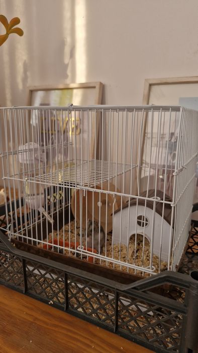 Клетка и хомяк. Продам