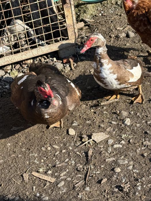 Oua incubat rate lesesti ciocolatii