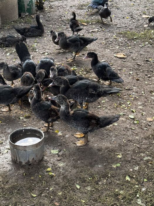 Rate si ratoi lesesti!