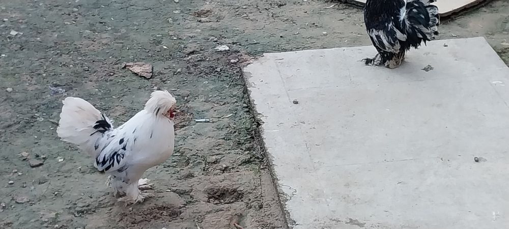 Карес тухумлари сотилади