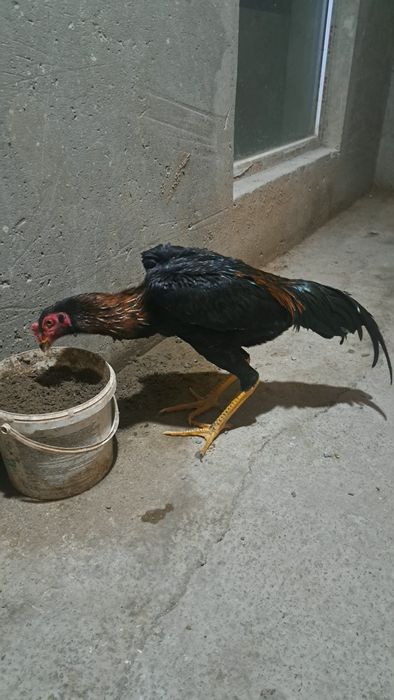 Бойцовый петухи дакан