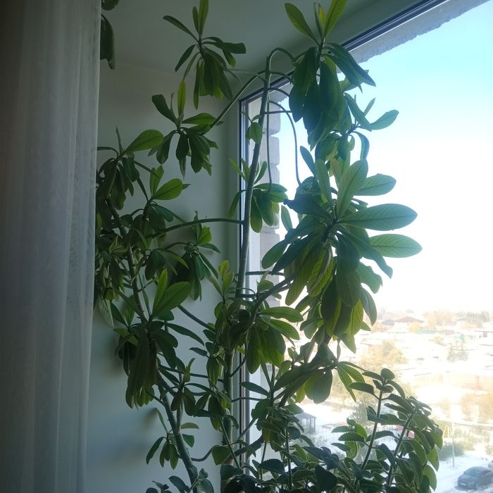 Прродам растение  фикус