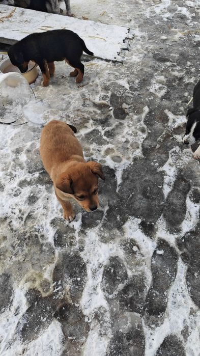 Donez 4 căței jucăuși