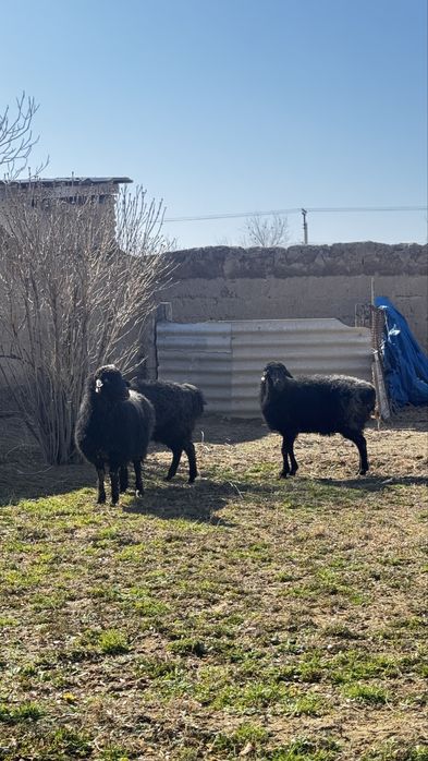 Майда мал, қой сатылады. 3 шт