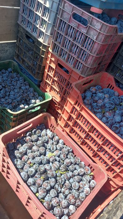 Vând prune pentru țuică sau pălincă pentru comenzi sunați la 0751860195