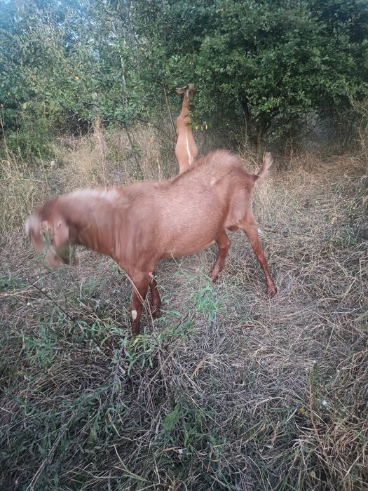 Vând țap de rasa