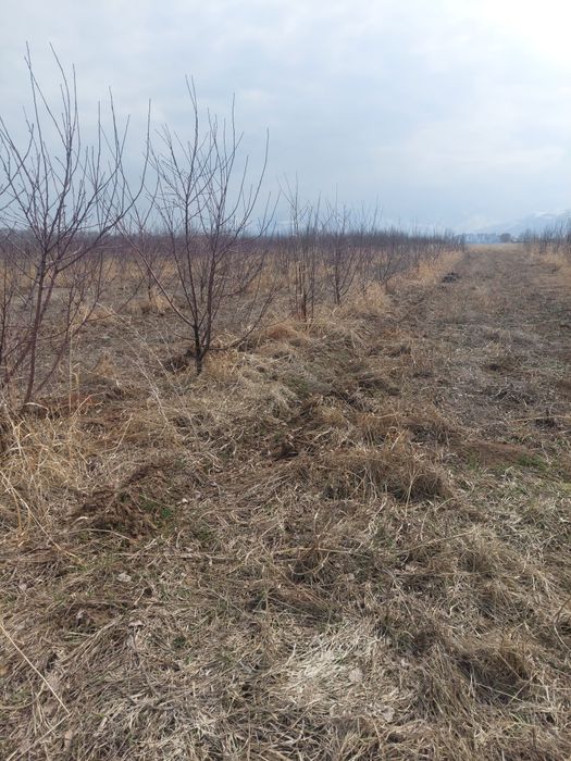 Продам сад Болеке обмен на машину