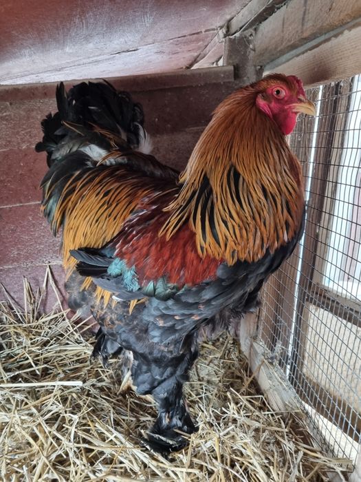 Vând cocoș din rasa de găini brahma potarnichiu