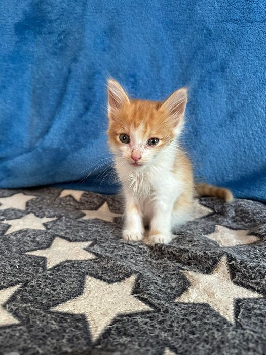 Котят в добрые руки