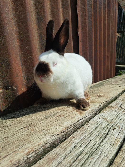 Продавам Калифорнийски зайци