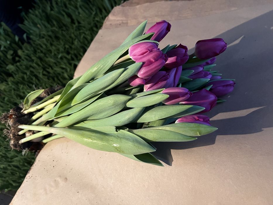 Тюльпаны оптом и врозницу