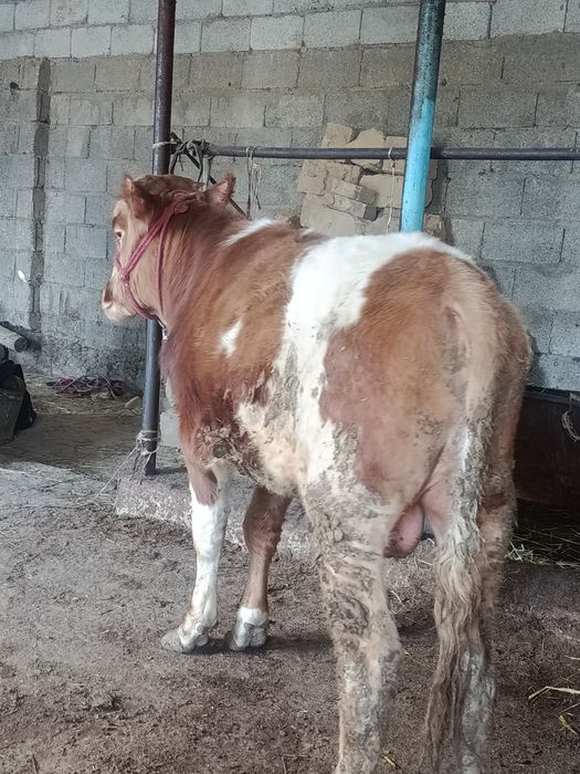 Буқа сатылады аа