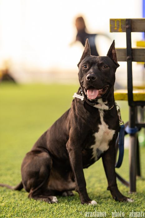 Кобель для вязки Американский питбультерьер