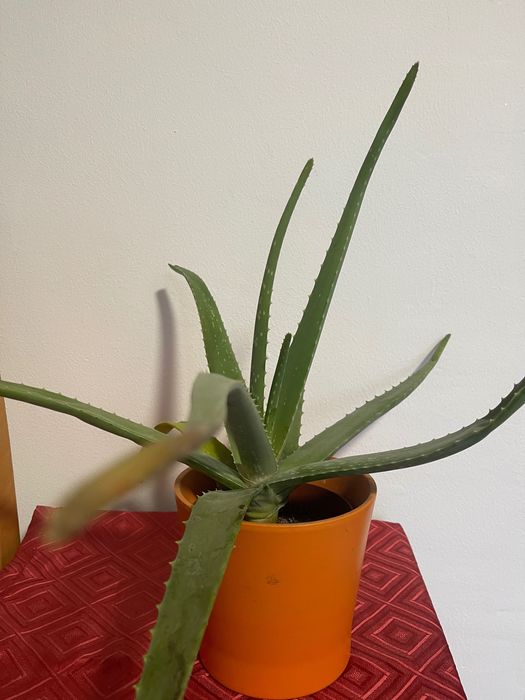 Planta aloe Vera naturală 40 cm