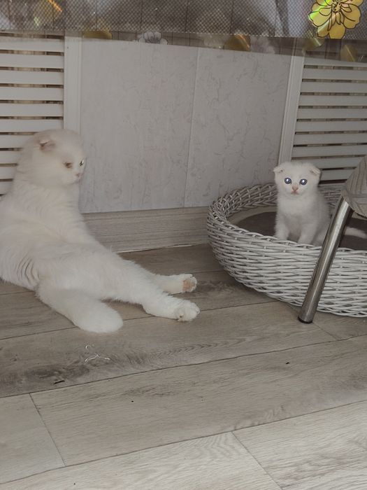 Котята с документами большой выбор