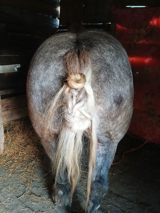 Iapa de vînzare de 3 jumătate