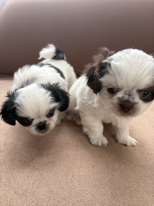 Японски хин - бебета