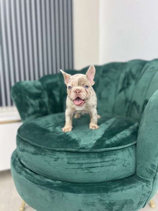 Bulldog Francez Frenchie House Luxury Kennel Isabella Tan Merle