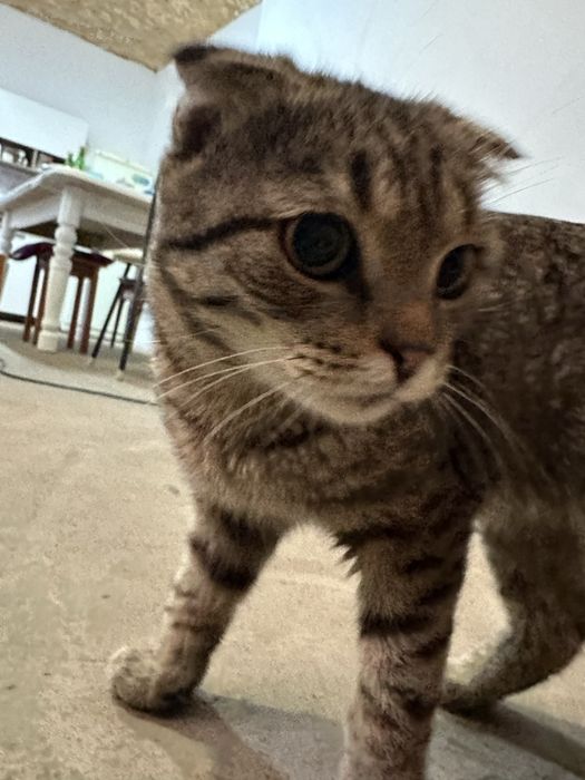 Котенок вислоухий