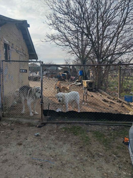 Продавам Кученца (Алабай)