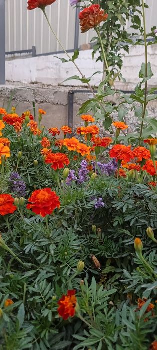 Продам дом - дача Тау Восход 2