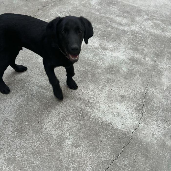 Продается Лабрадор, здоровый привитый