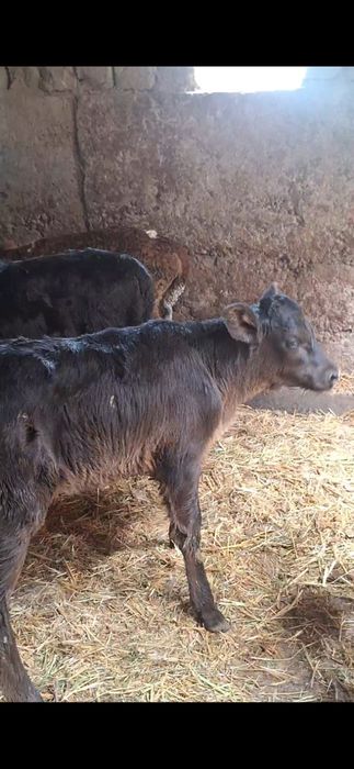 бузаулар сатылады порода