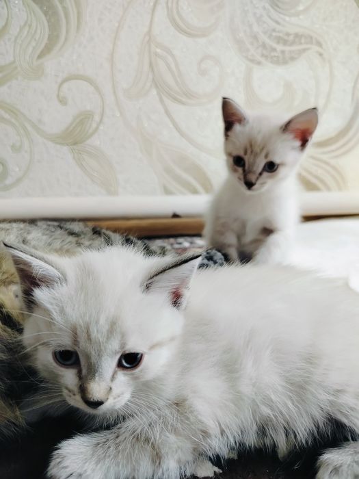 Котята  в добрые руки