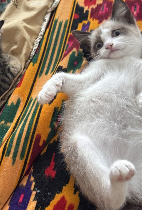 Сиамский котенок