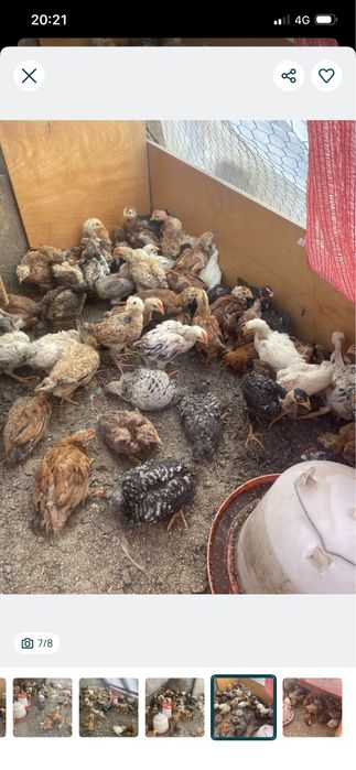 Boboci rata muta si pekin