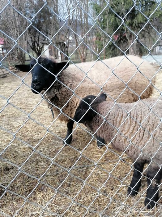 Vând un berbec și o oaie sufolck