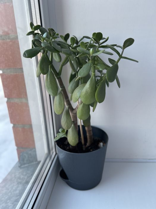 Продам денежное дерево толстянка