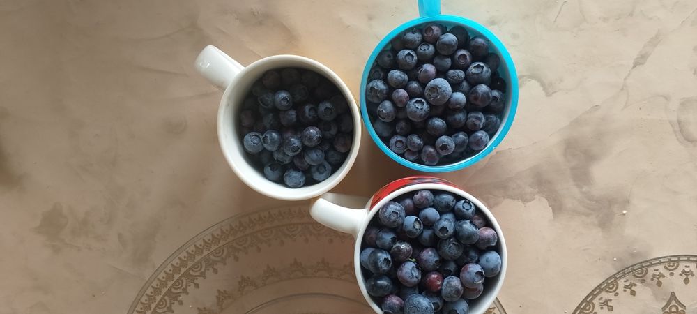 Golubika koʻchati 100% kafolot