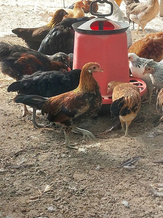 декоративни кокошки в различни разцветки