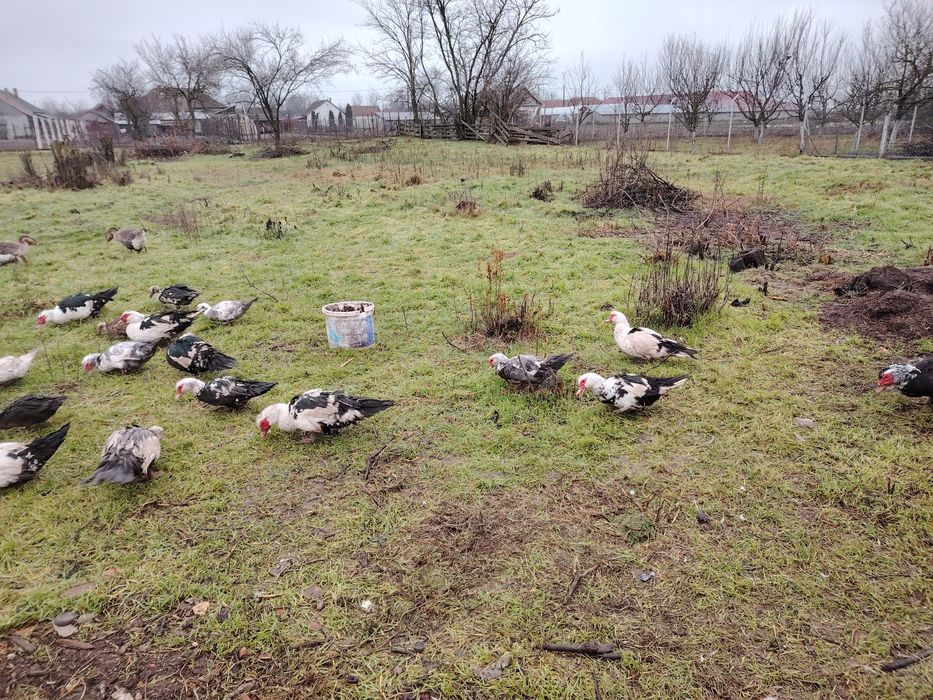 Rate lesesti crescute in regim liber