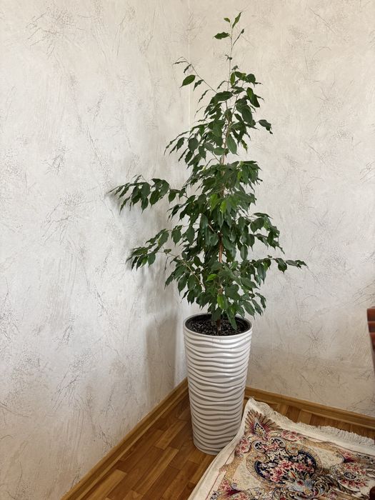 Фикус бенджамина