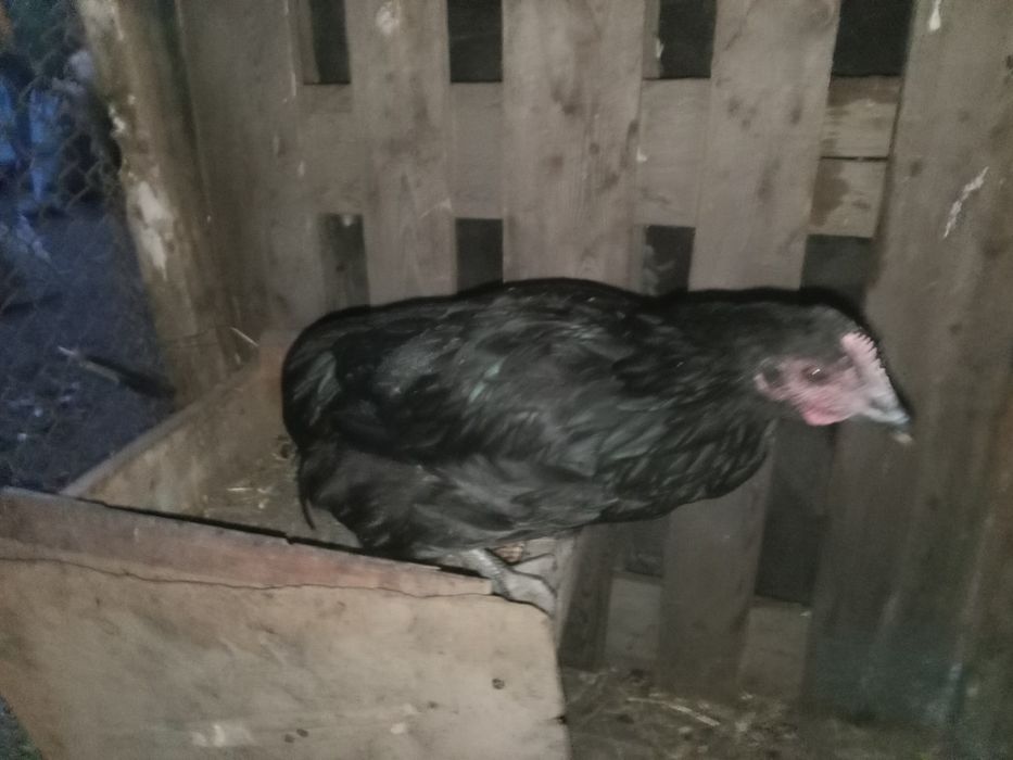 Продам две курицы породы австралоп