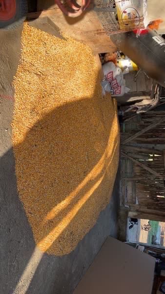 vand malai boabe 1.1lei/kg