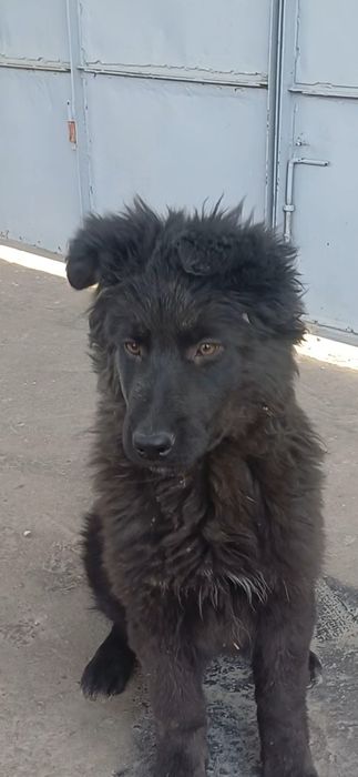 Продаётся щенок Немецкой Овчарки.