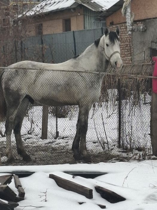 Продам лошадь на племя