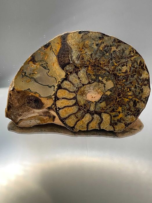 Фосил голям полиран Гониатит (63 мм) с контрастни шарки