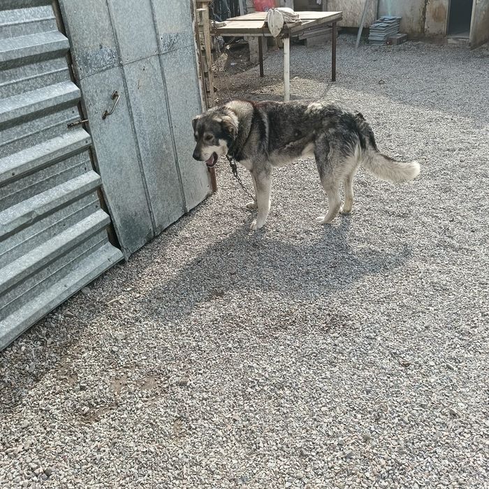 Продам почти даром есть паспорт