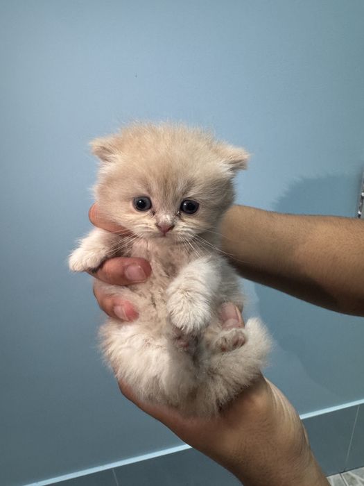 Котяты чистокровные