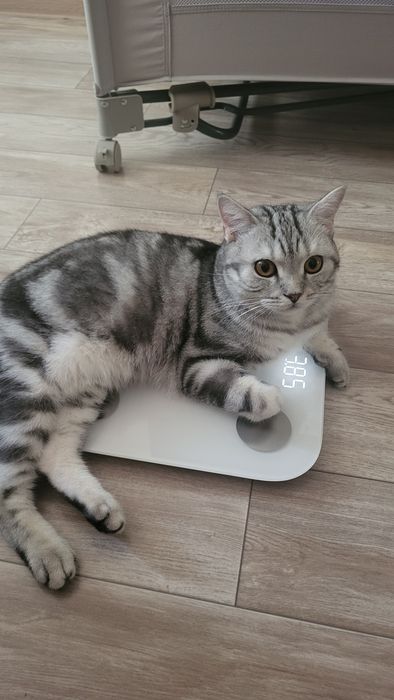Вязка Шотландского скоттиш страйт