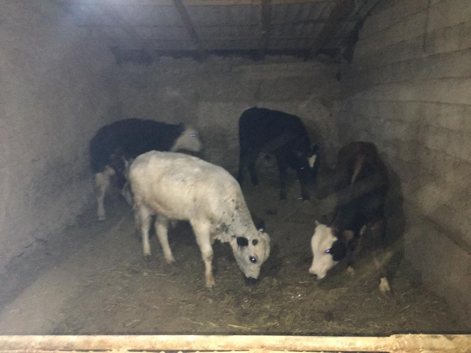 500мынгнан басына келсемз